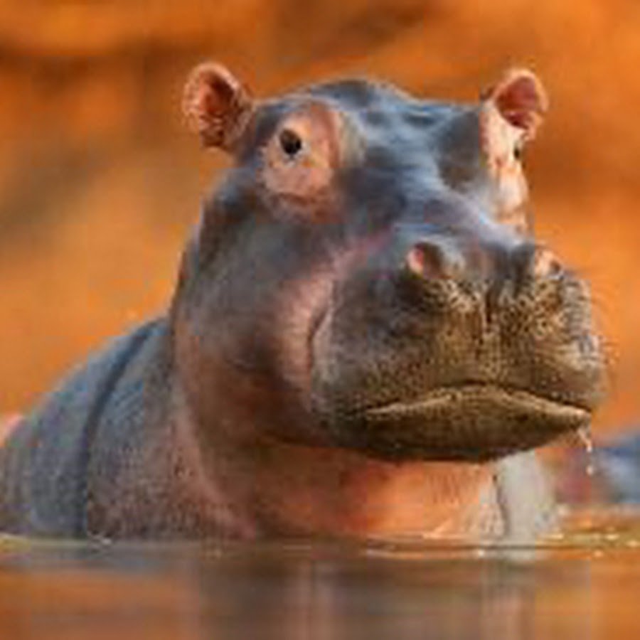 Vùng Đất Hoang Dã