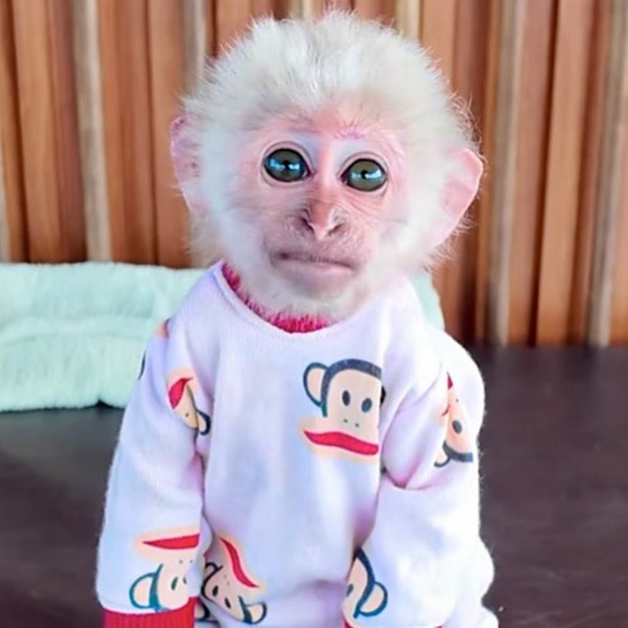 MonKey YuLi