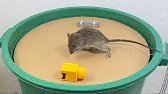 Why This Simple Bucket Trap Works So Well | Physics Test
