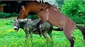 Horse power full with donkey mating process ✅💯