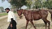 Horse enjoy horse 🐎 breeding horse enjoy new video viral #horse
