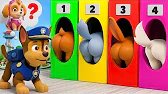 ¡Ay No! ¿Dónde está SKYE?! ¡La decisión de CHASE! ¡Por favor vuelve conmigo! | PAW PAtrol en Español