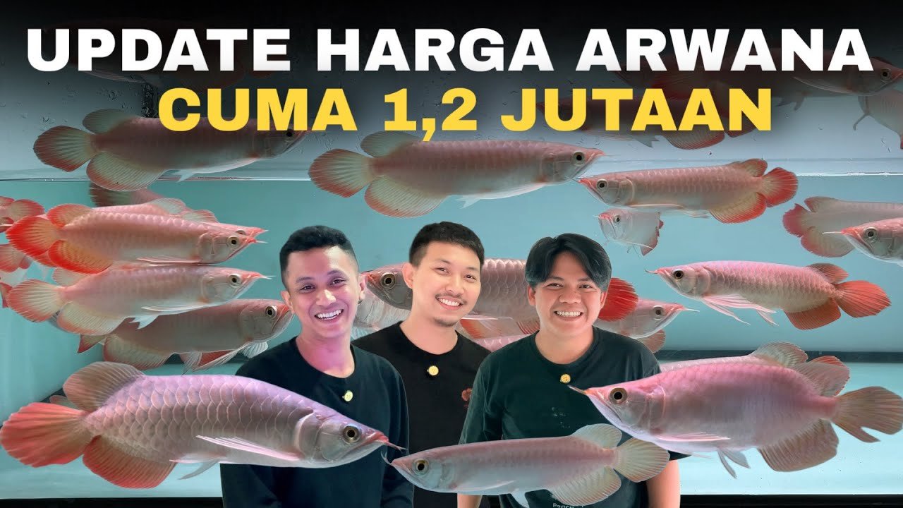 UPDATE HARGA ARWANA JENIS AROWANA SUPER RED DAN PERAWATAN IKAN ARWANA PALING MURAH