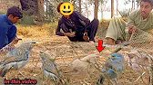 hunting net #trap #catching #shikari #birdhun...