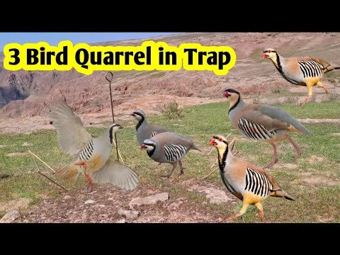 Traditional Bird Trap Caught Many Bird