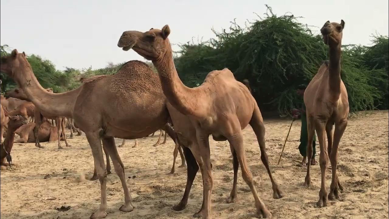 Desert camels 🐫 #camel #animals #desert