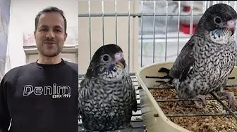 طفرة المنتو نيچرو وصلت مصر! أخطر طفرة بادجي جديدة في مصر وقريبا السعودية والعراق | أسعارها