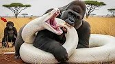 Baby Gorilla Attacked by Giant White Anaconda ‼️ Then Father Gorilla Strikes Back