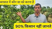बरसात में बाग की देखभाल केसे करें #lemon