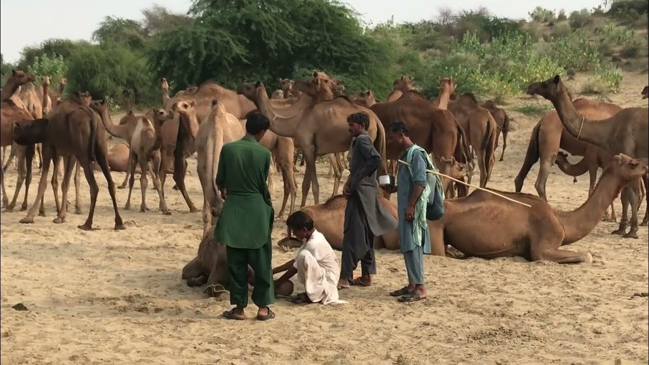 Desert camel is crying