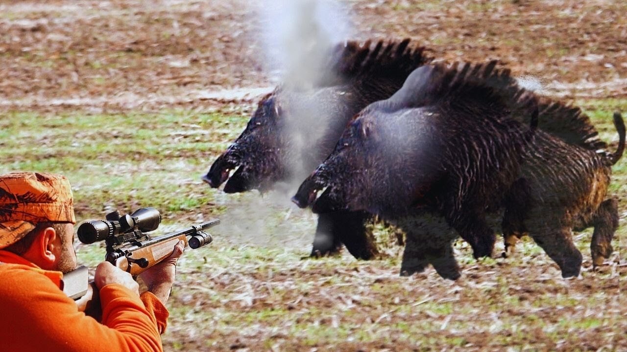 No Escape This Time, Wild Boars Tracked & Tak...