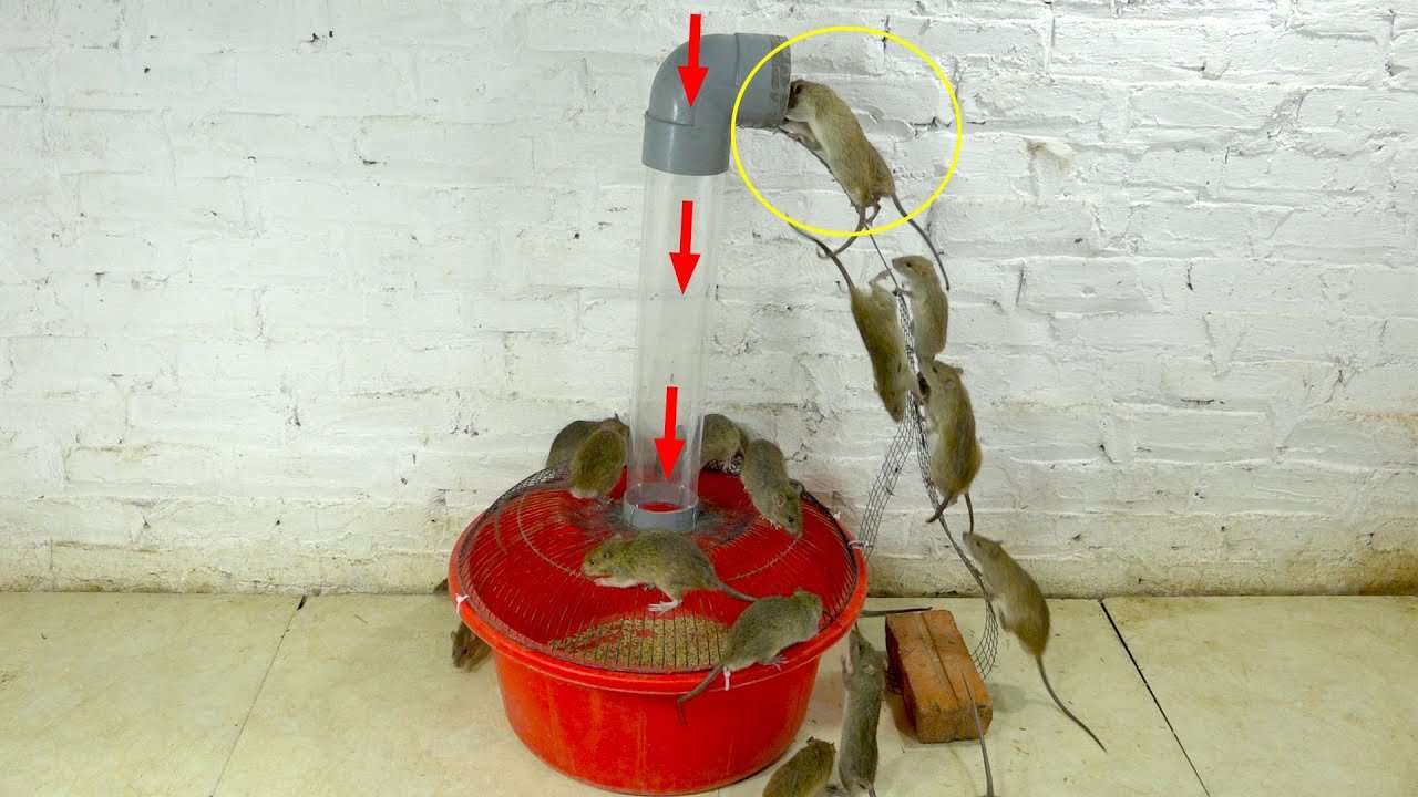 The world's largest plastic tube mousetrap's amazing automatic walking mouse trap 22 rats # 6