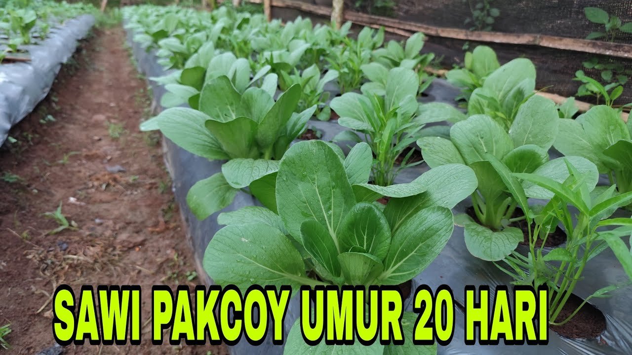 sawi pakcoy umur 20 hari setelah tanam