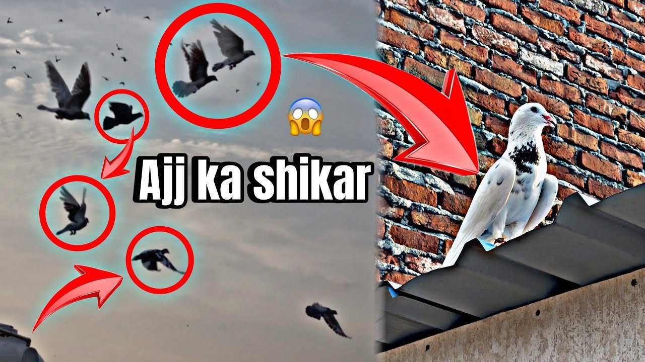 Ajj ka shikar 😱