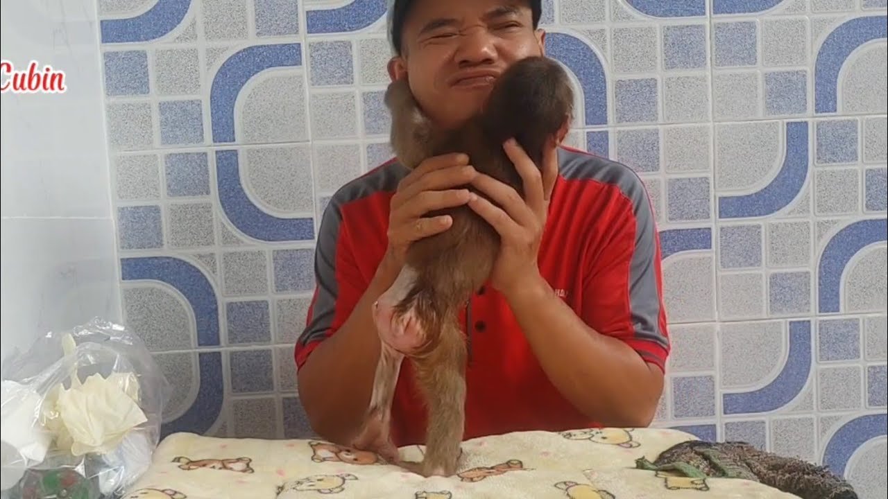 Heartwarming! Baby Monkey Cubin Shows Love to...