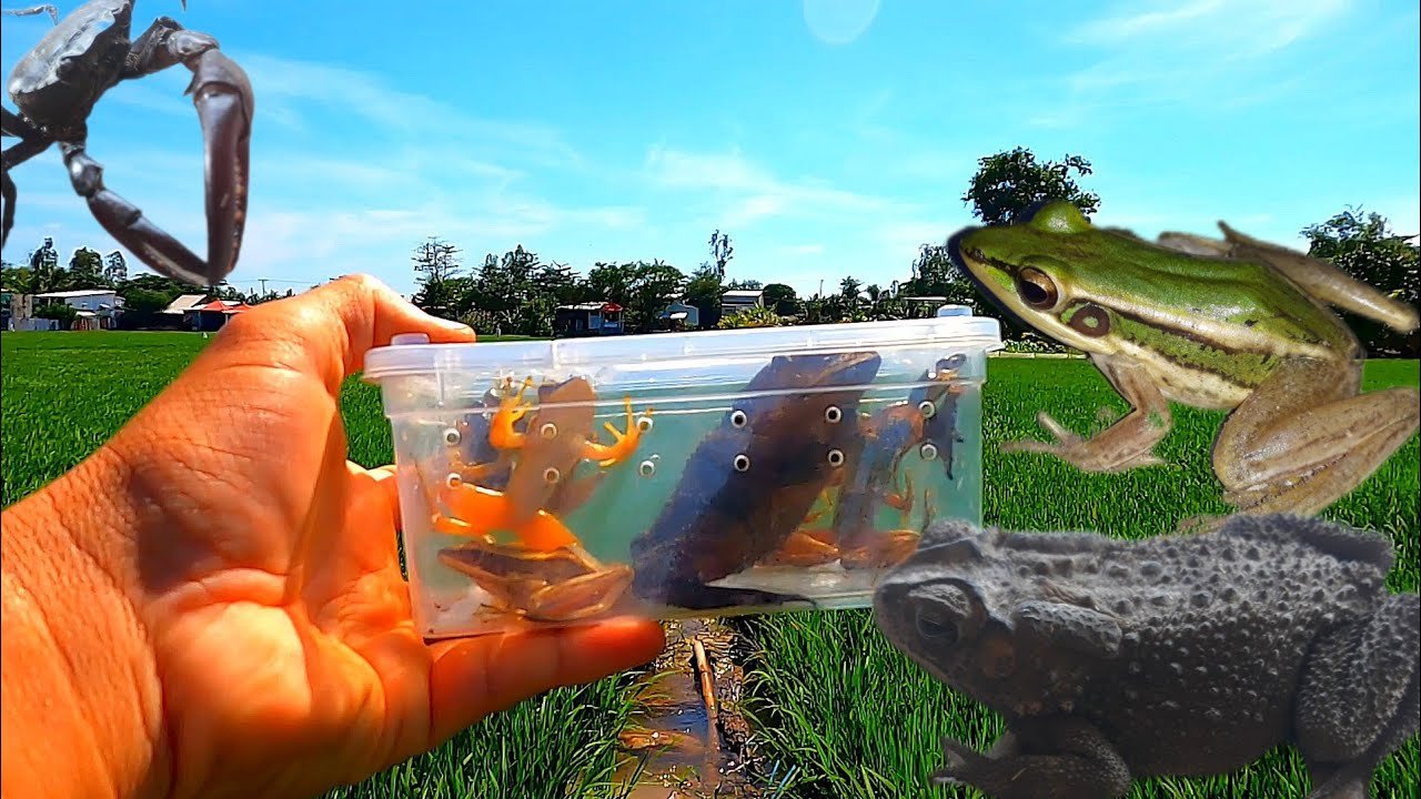 Amazing! Catching Green Frogs, Crabs & Snails in Vietnamese Fields