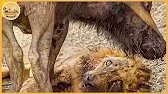 Les échecs de chasse de lions les plus incroyables filmés à la caméra | Animaux sauvages
