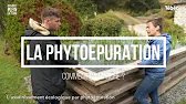 La phytoépuration : l'assainissement écologique