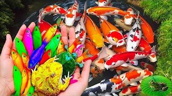 You Won’t Believe These Colorful Baby Fish Exist! 😲❤️🐟