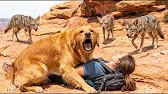 Dog Fights Coyotes and Desert to Save His Injured Owner — What a Poor Homeless Man Did Next