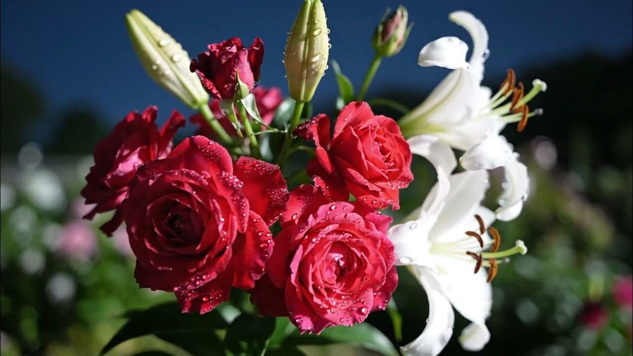 নতুনদের জন্য গোলাপ চাষ – এই ভুল করলে কখনো ফুল পাবেন না!