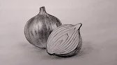 Onion Drawing | Onion Drawing and Shading | How to draw onion easy
