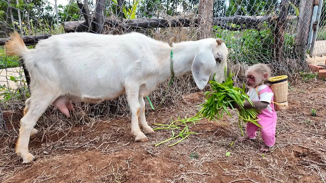 Smart baby monkey Yuli goes to the market to buy vegetables for mother goat