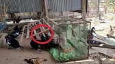 Farm video Khmer, Catch ducks with strange trap