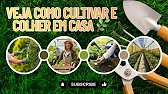 VEJA COMO CULTIVAR E COLHER EM CASA CORTES RÁPIDOS 🌿