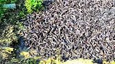 Fighter Fish Feeding Time | Million Of Fighter Magur Fish Farming in India