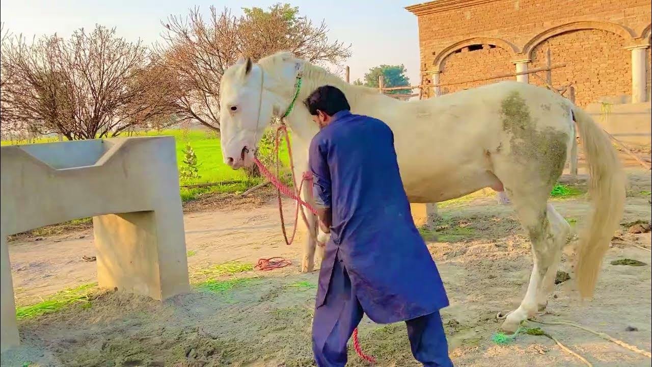 Beautiful horse power || Horse videos ♥️❤️💖