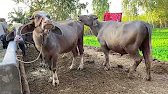 Village buffalo viral video