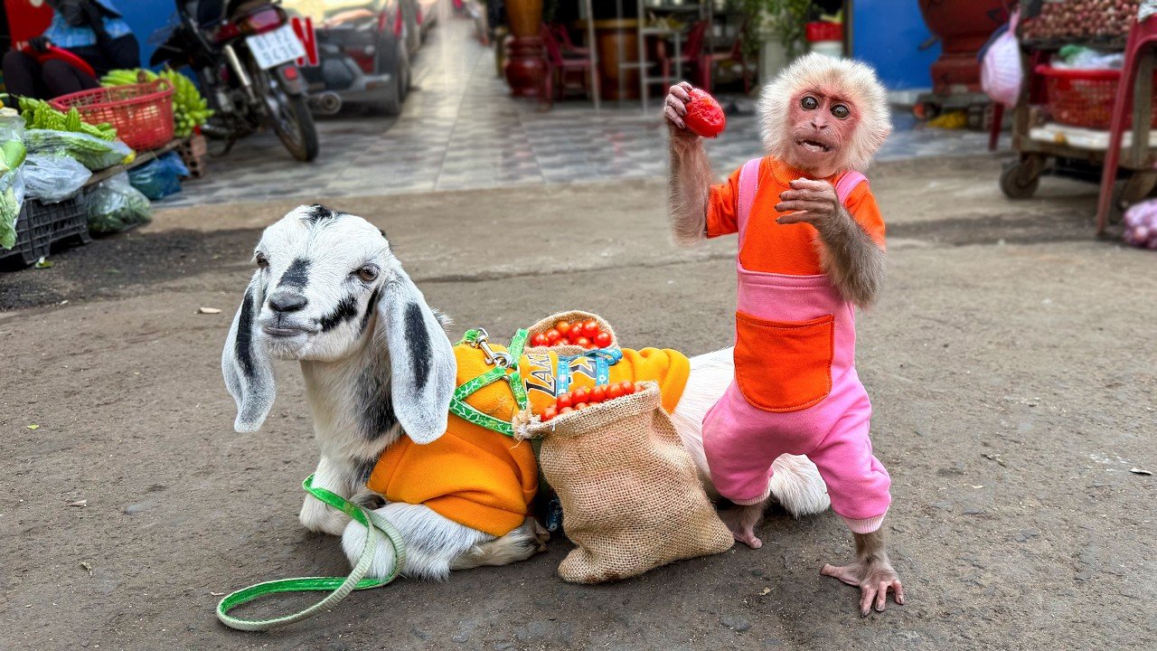 Smart monkey Yuli takes goat to the market and helps Dad harvest fruit
