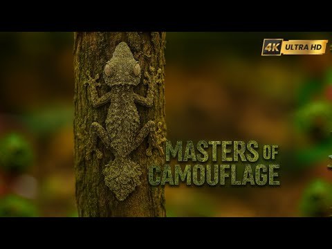 Những Bậc Thầy NGỤY TRANG Trong Thế Giới Động Vật | Masters of CAMOUFLAGE in the Animal Kingdom