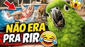 👉 ESSE COMPILADO NÃO ERA PRA EXISTIR 😂 | Testo Zueira News
