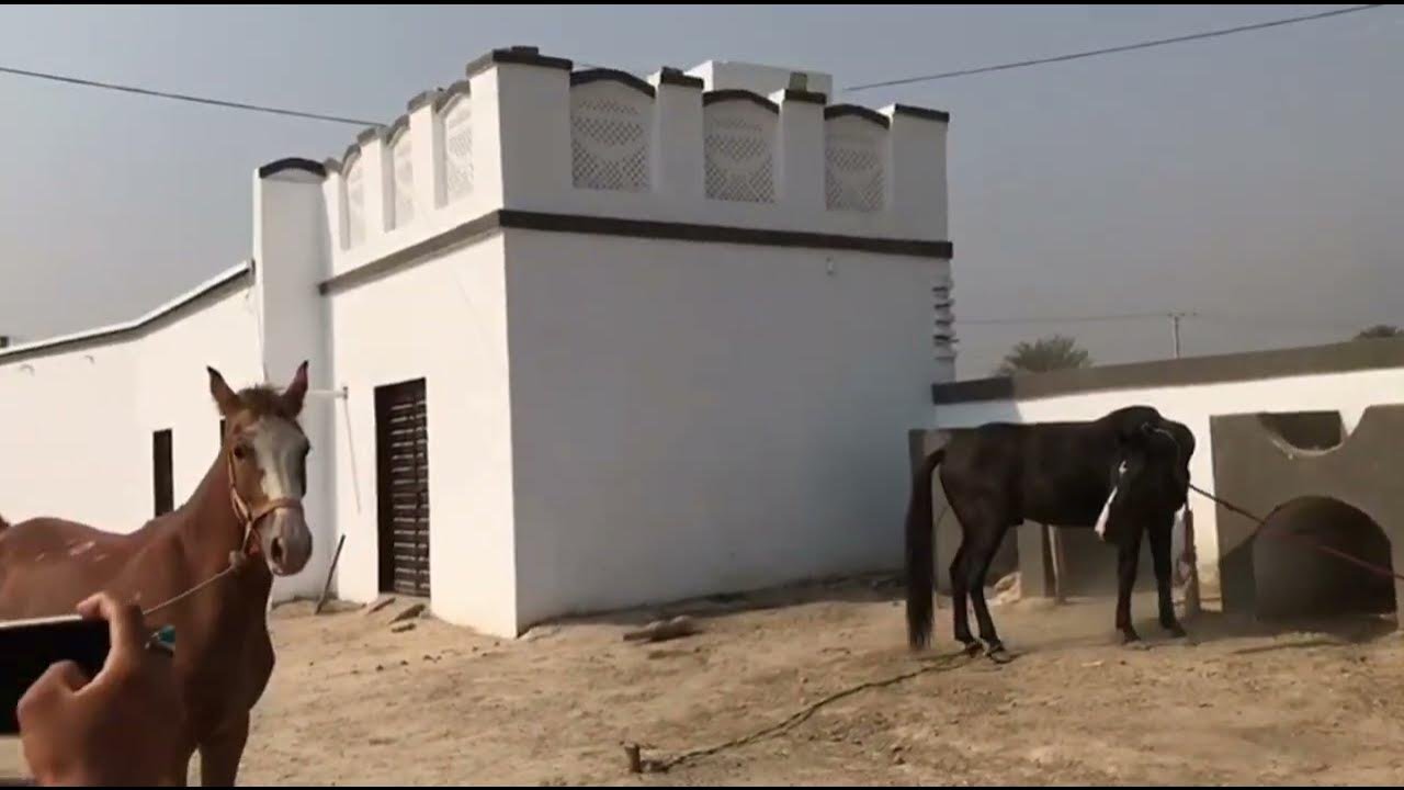 Beautiful Horse Enjoying Peaceful Time with Female Horseض