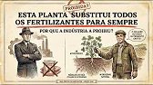 Esta planta substitui TODOS os fertilizantes para sempre — Por que a indústria a proibiu?
