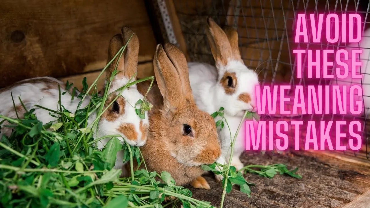 Weaning Rabbit Strategies: Reduce Stress & Raise Healthier Rabbits