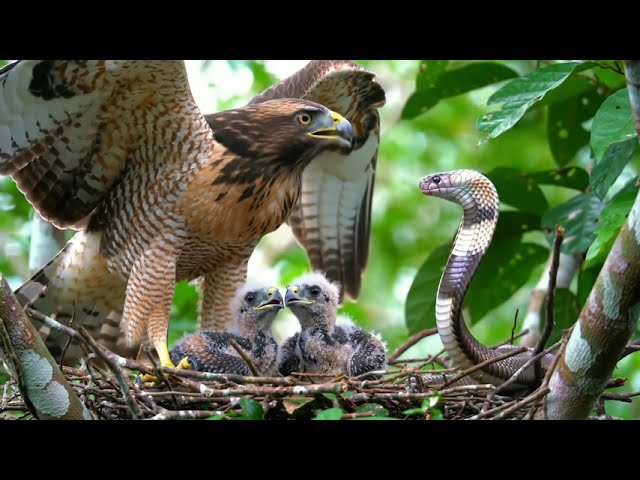 Mother Bird’s Love: Caring for Her Baby 🐦❤️