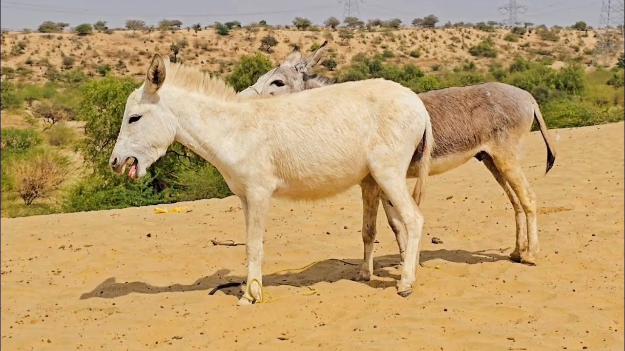 White Donkey in Forest