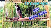 Luyện chào mào hót căng lửa, QUÁ HAY - CHÉ KÍCH BỔI CĂNG ĐÉT, Cách luyện chào mào hót sáng.c257