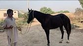 Horse Showing Gentle Behavior with Female Horse | Nature Moments