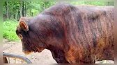Redford said this is my road boy. #redford #rufus #farm #farming #bull