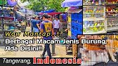 BIRD, ANIMAL, AND CHICKEN MARKET | Curug Tangerang | Sunday 2023
