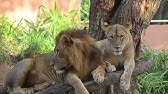 Visit Dehiwala Zoo | Sri Lanka