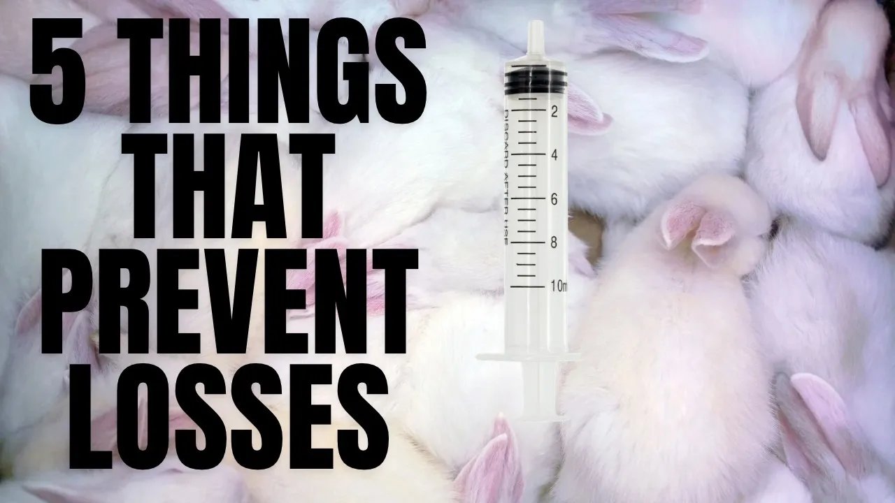 5 essential tips to prevent baby rabbit losses