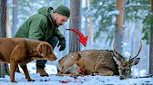 A Camper and His Dog Rescue an Injured Deer in the Snowy Wilderness