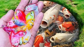 These Colorful Eggs Contain REAL Fish! Outdoor Catch Vlog 🌈🐟