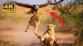 Mother Lion Snatches Cub Back from Hawk Mid Air!