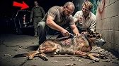 Two Thugs Torture a Weak Old Dog — Unaware a Navy SEAL Is Watching Behind Them